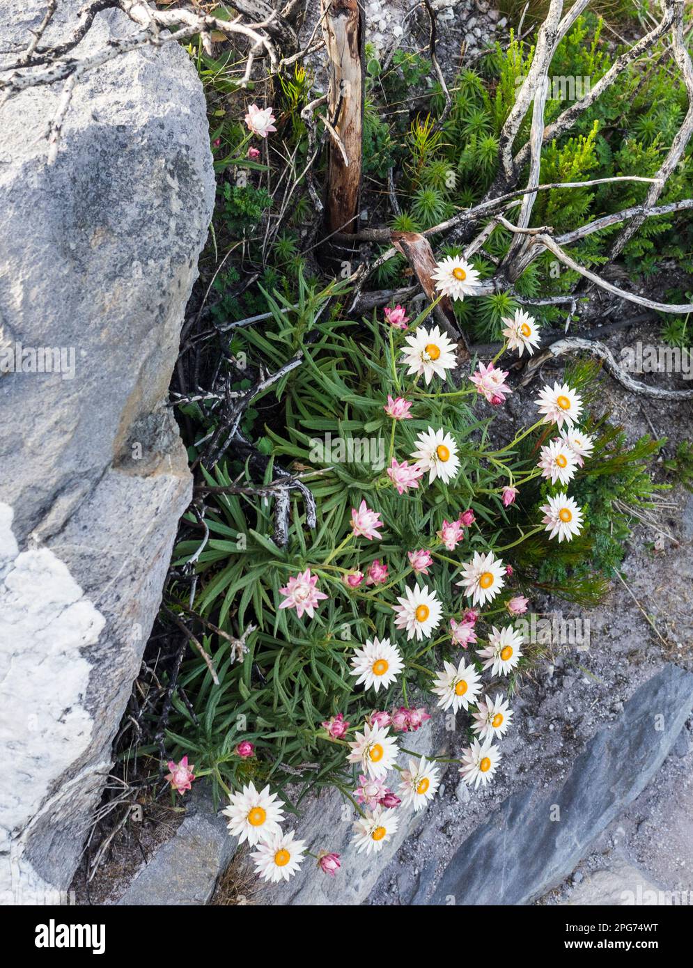 Everlastings (Xerochrysum macranthum?) Stirling Ranges National Park, Western Australia Stock Photo