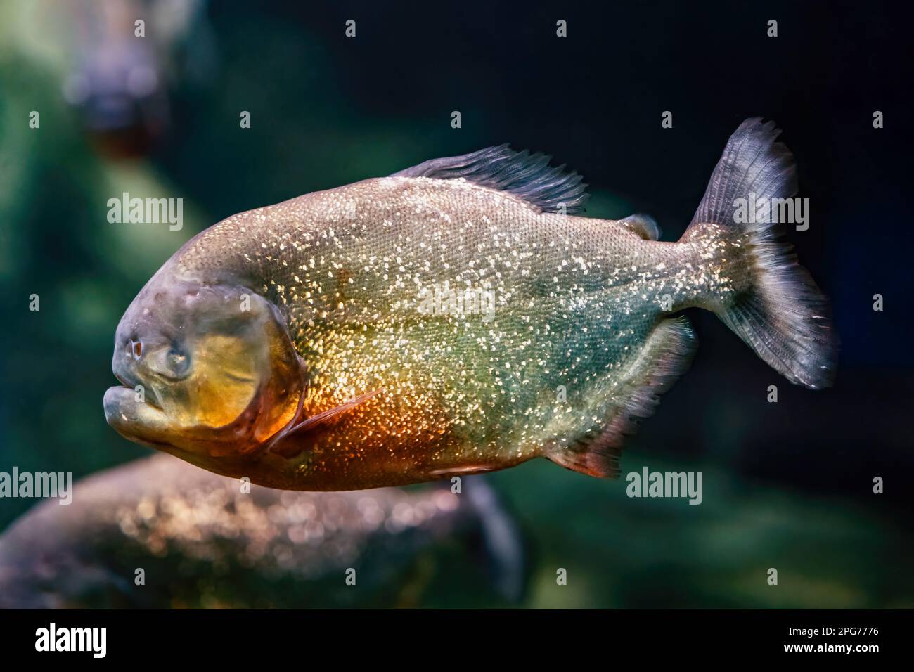 Red-bellied pacu Piaractus brachypomus with missing eye, the pirapitinga, piranha relative freshwater fish in the family Serrasalmidae, native region: Stock Photo