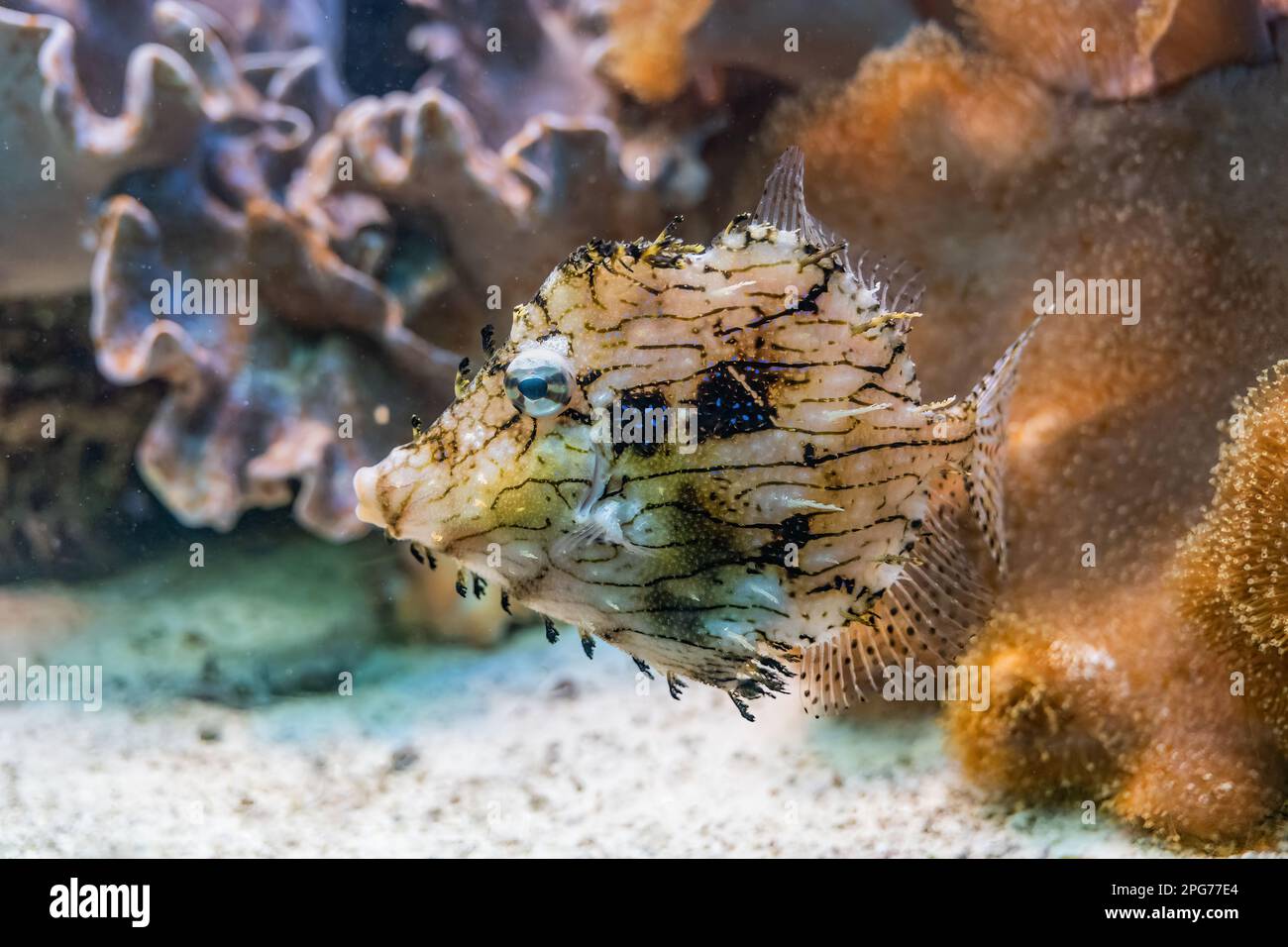 Chaetodermis penicilligerus, prickly leatherjacket or tasselled leather-jacket, demersal marine tropical fish in the family Monacanthidae, region: Ind Stock Photo