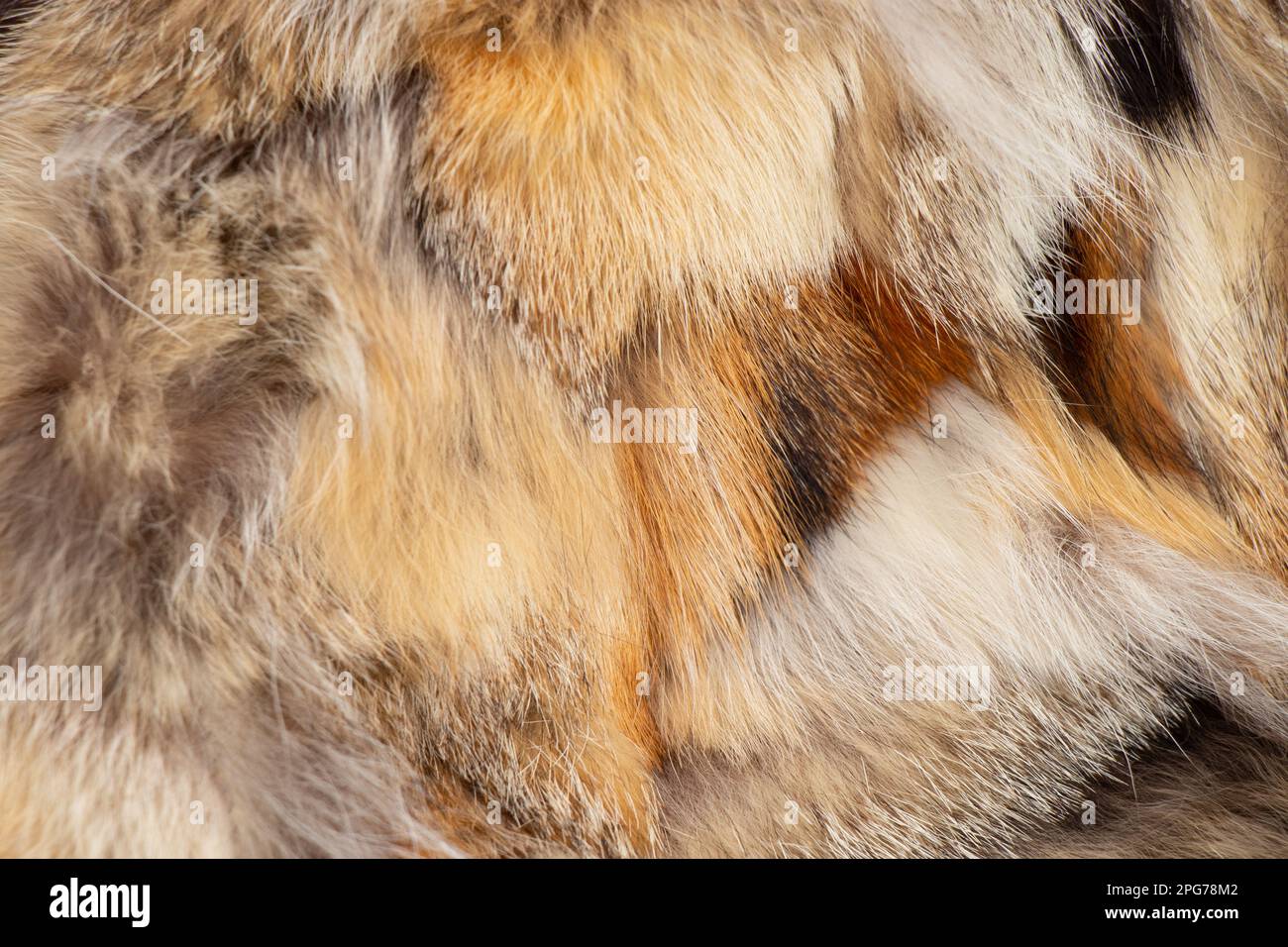 real fur close up as background Stock Photo