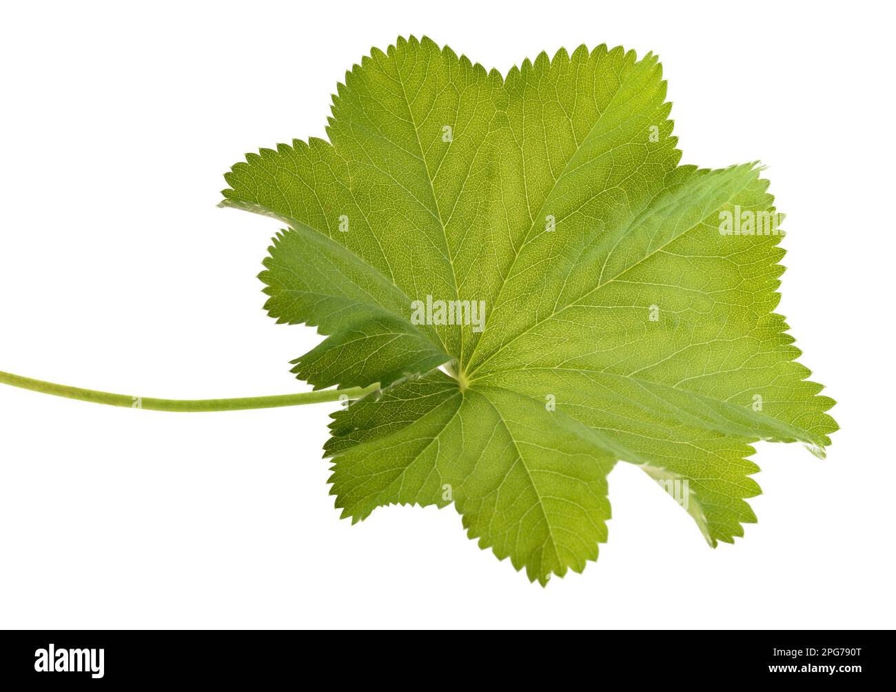 Lady's Mantle leaf isolated on white Stock Photo
