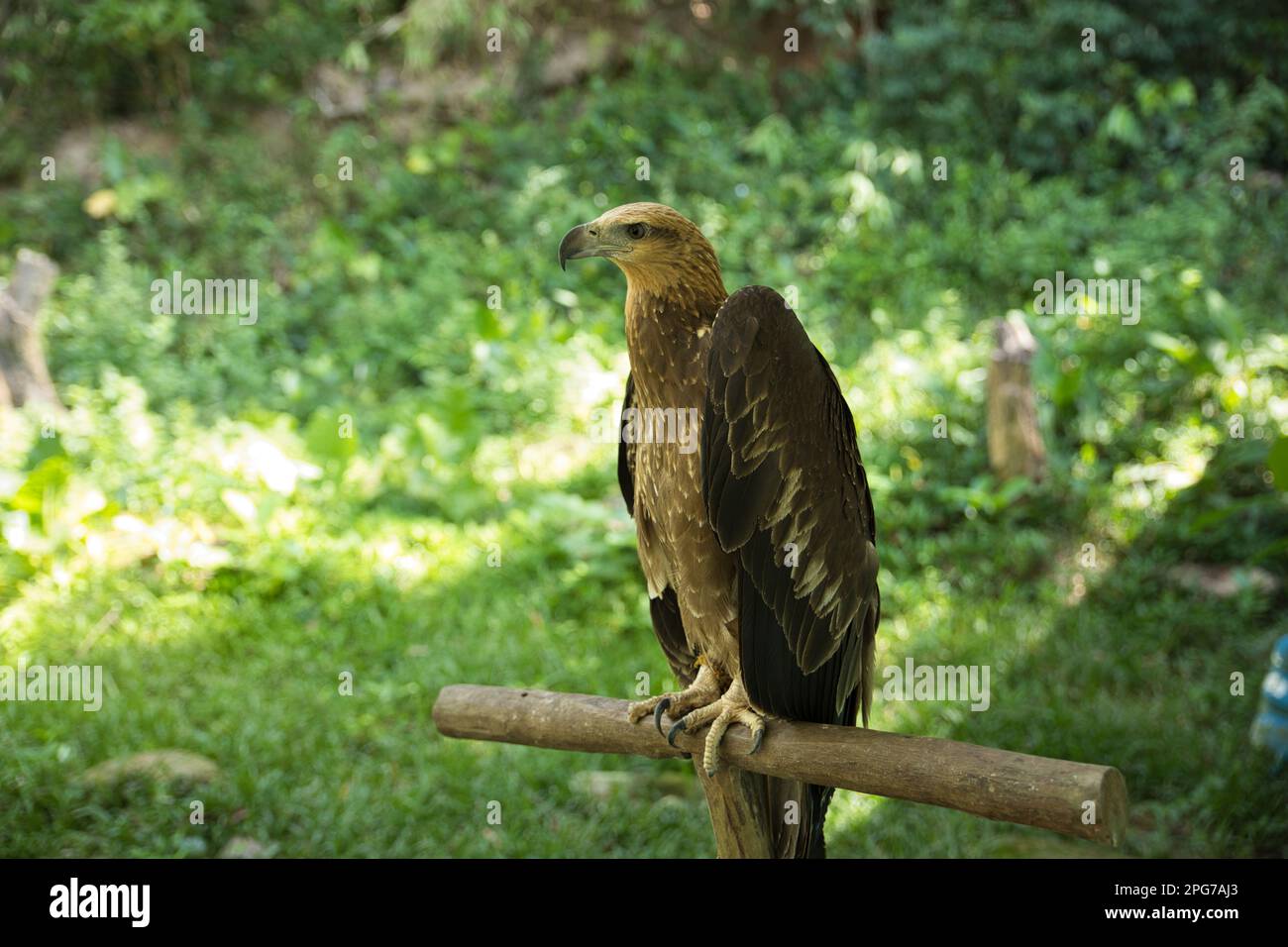 Full body shot of an eagle on a branch with a difuss background of sunlit grasses and shrubs. Stock Photo