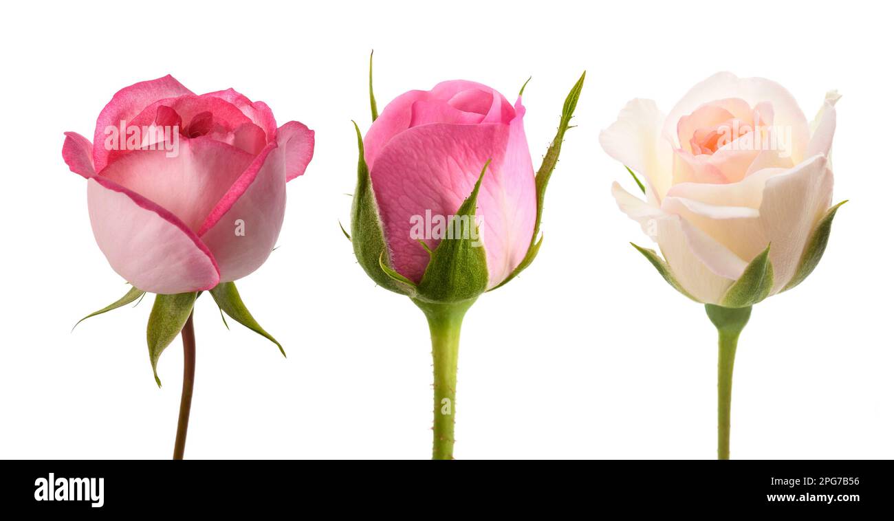 Rose buds  isolated  on white background Stock Photo