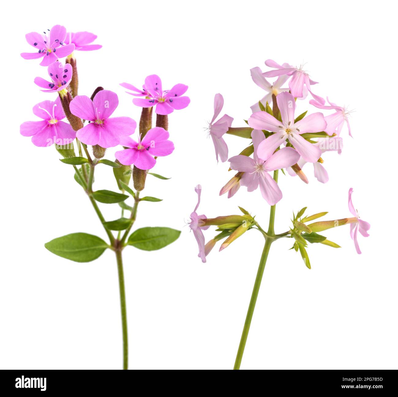 Soapwort flowers  isolated on white background Stock Photo