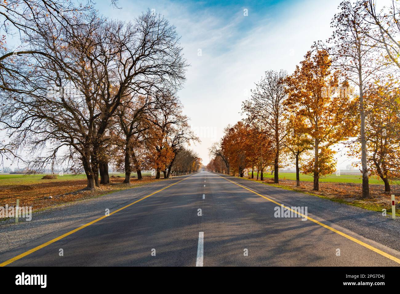 Empty asphalt road with autumn yellow trees Stock Photo - Alamy