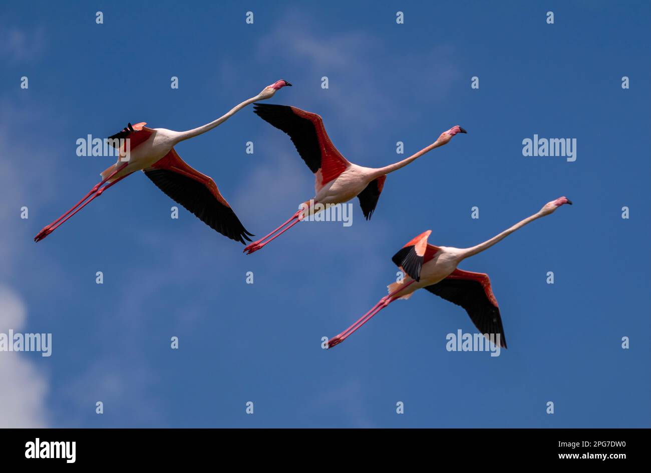 Three Greater flamingos in flight. Shot at Larnaca Salt Lake Stock