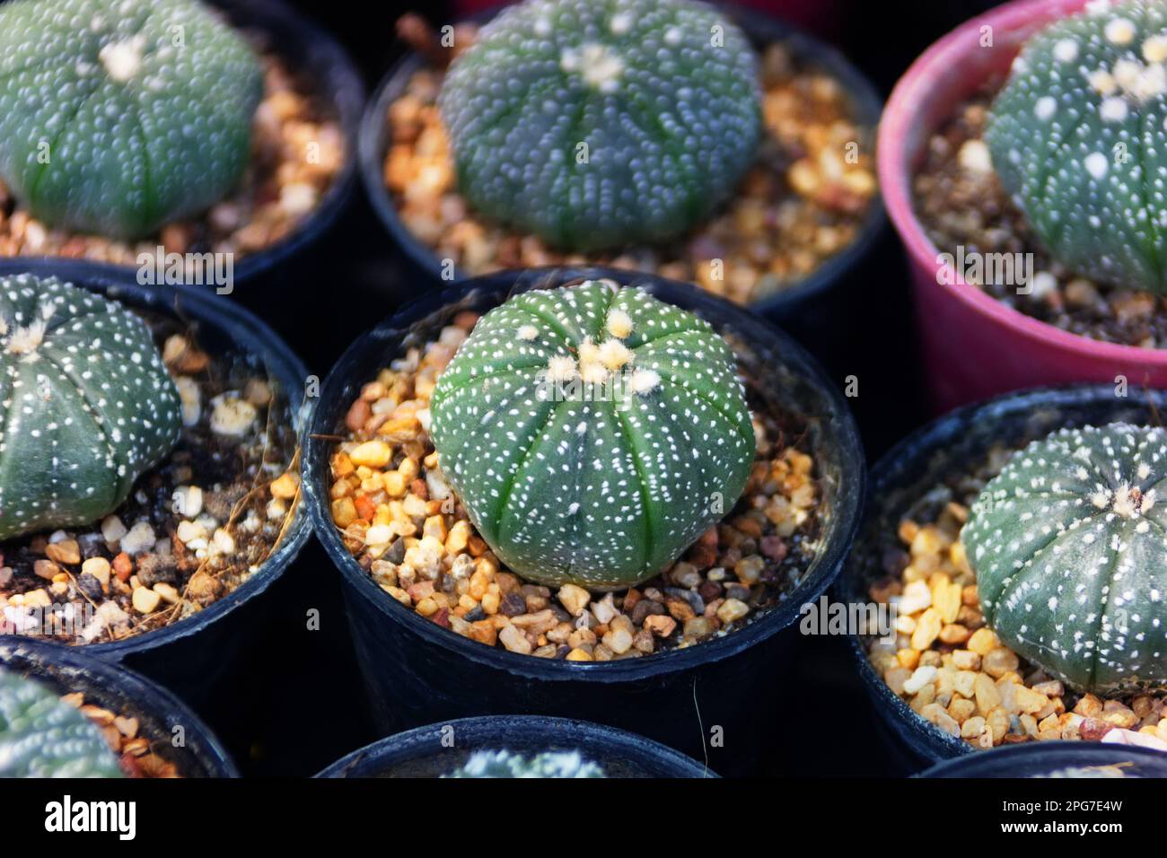 Cactus and milkweed breeding. Star cactus (Astrophytum asterias) Stock Photo