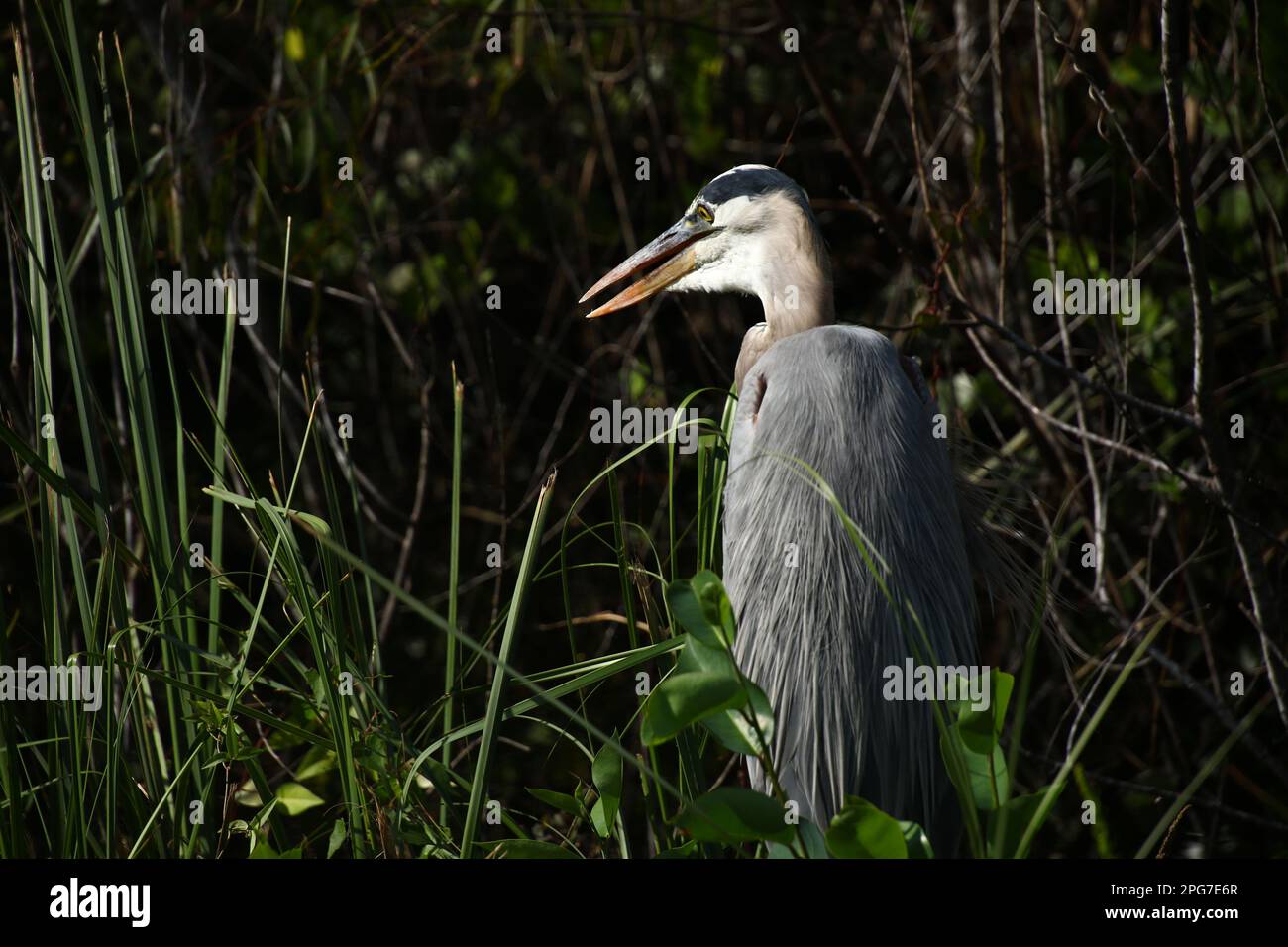 Great blue heron stands tall in the grass, long beak poised Stock Photo