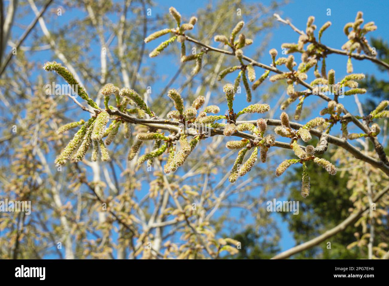 Poplar tree blossom, spring in Istanbul March 2023, Populus alba Stock Photo