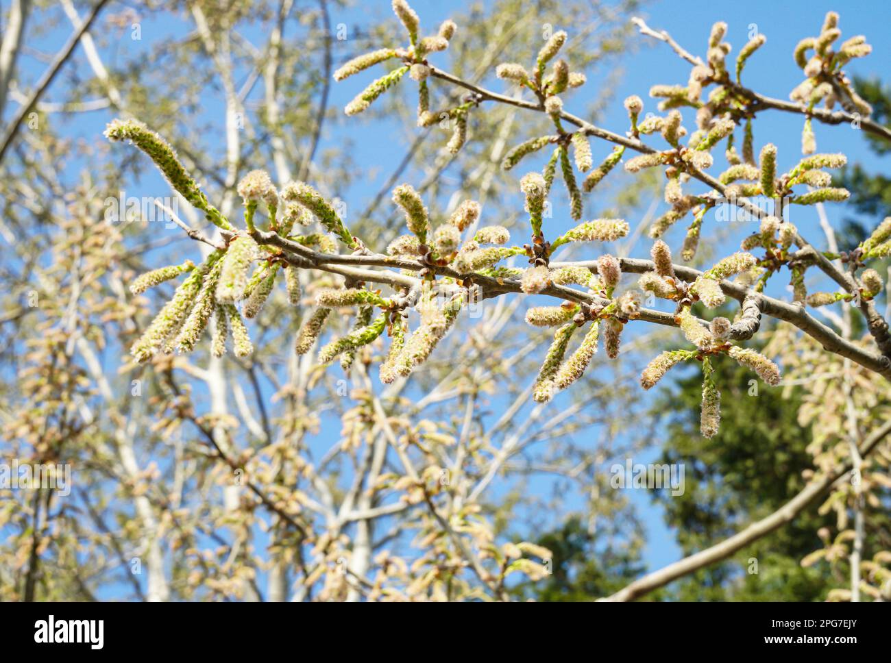 Poplar tree blossom, spring in Istanbul March 2023, Populus alba Stock Photo