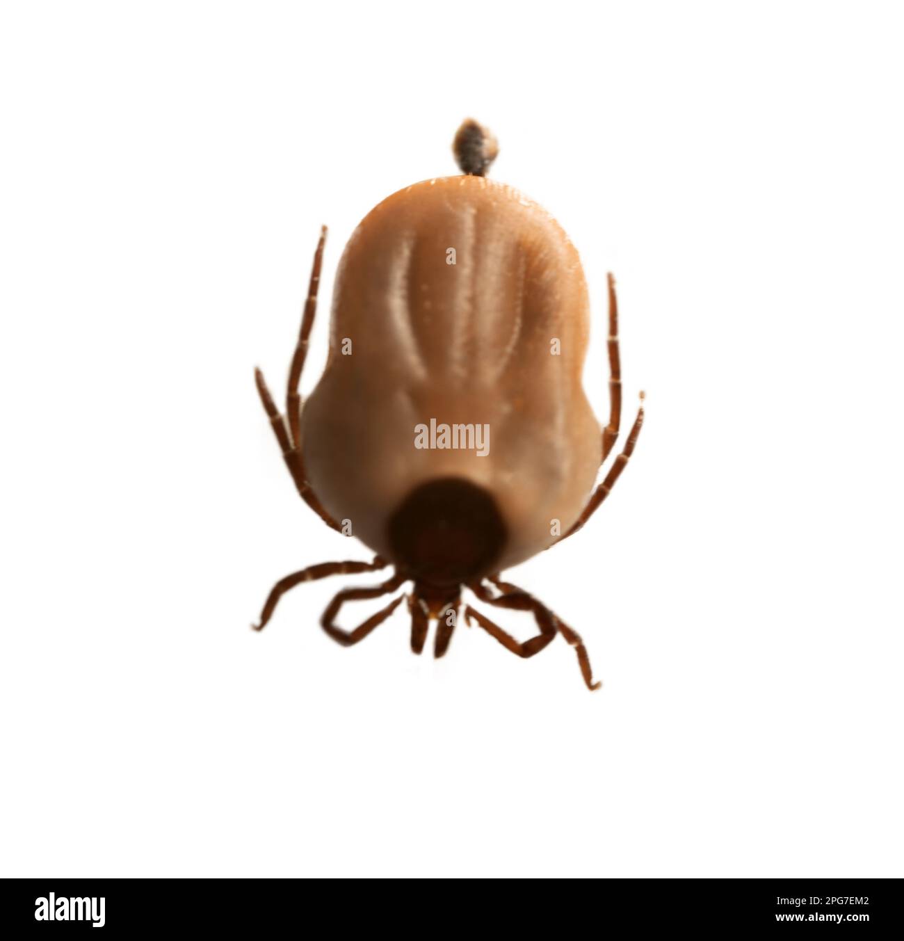 This tick was removed from a dog in a broadleaved forest. Distributors