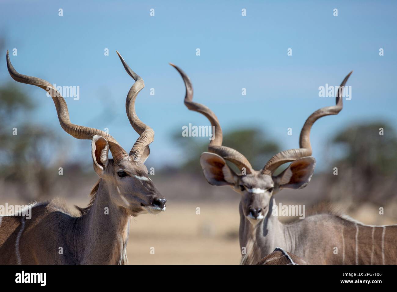 Twisted Horns Hi res Stock Photography And Images Alamy