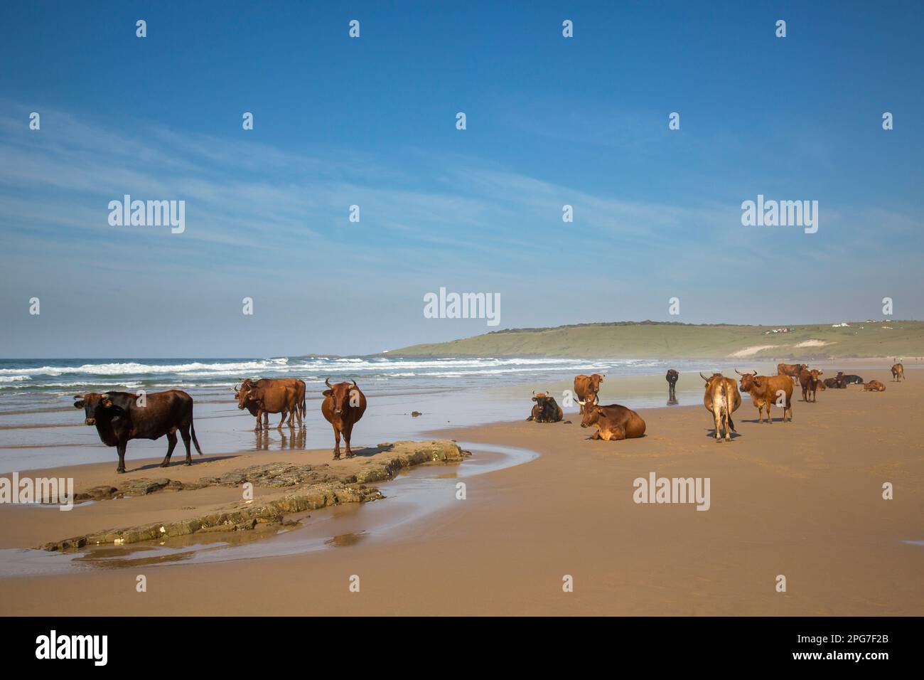 Scattered herd of cattle resting on the beach on the Transkei Wild Coast Stock Photo