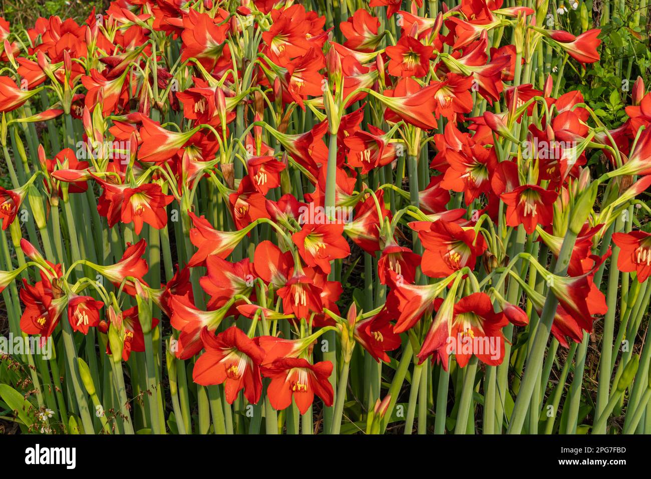 Closeup view of group of colorful red orange flowers of tropical hippeastrum puniceaum aka Barbados lily, Easter lily or cacao lily blooming outdoors Stock Photo