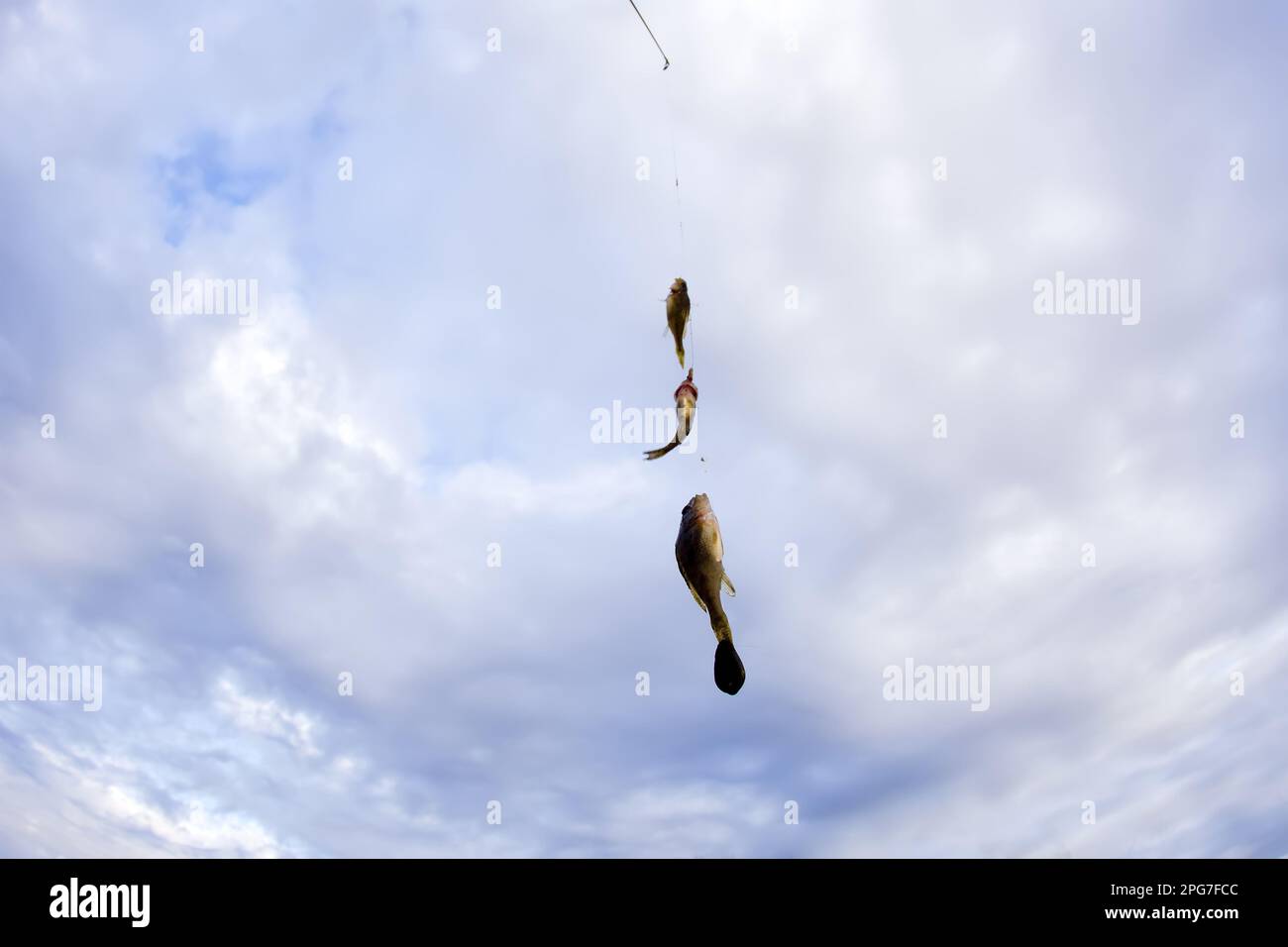 Village fishing - a joyful set. Three ruffs were caught and one ledgering rod. Fish on the background of sky. Fisheye lens Stock Photo