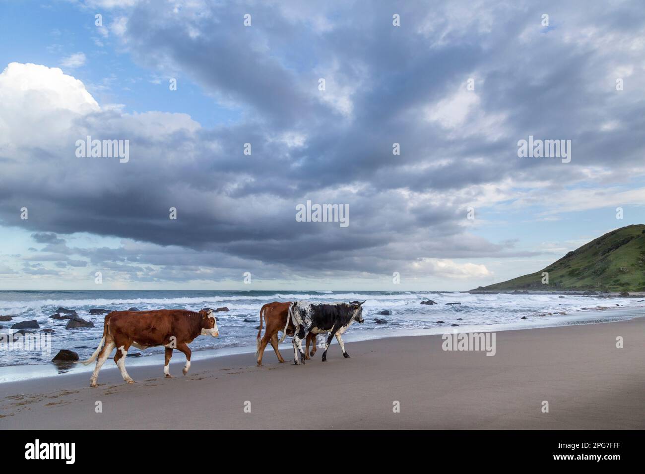 Scenic view of three cows walking on a Transkei beach under a moody sky Stock Photo