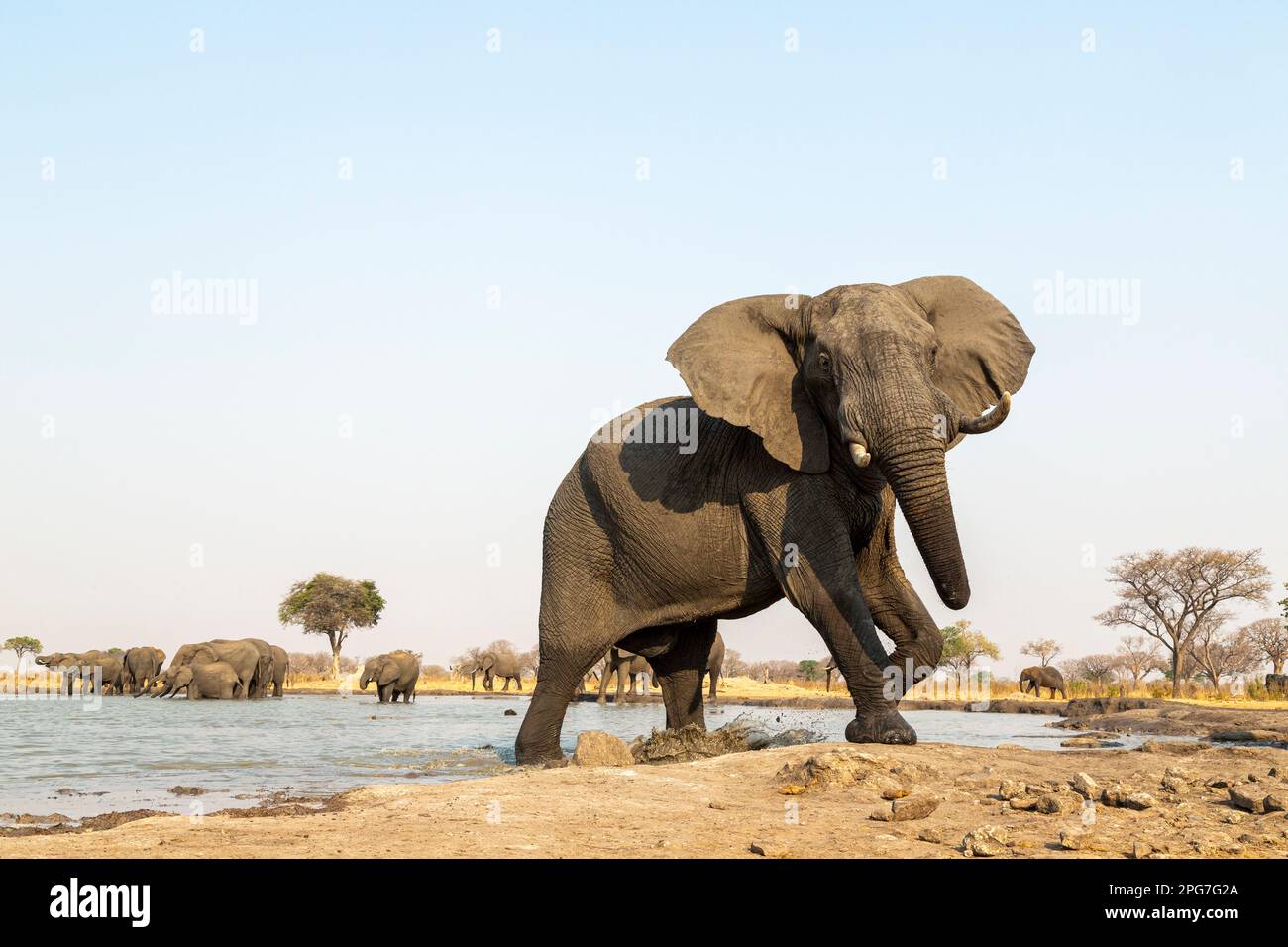 Elephant standing calmly in hi-res stock photography and images - Alamy