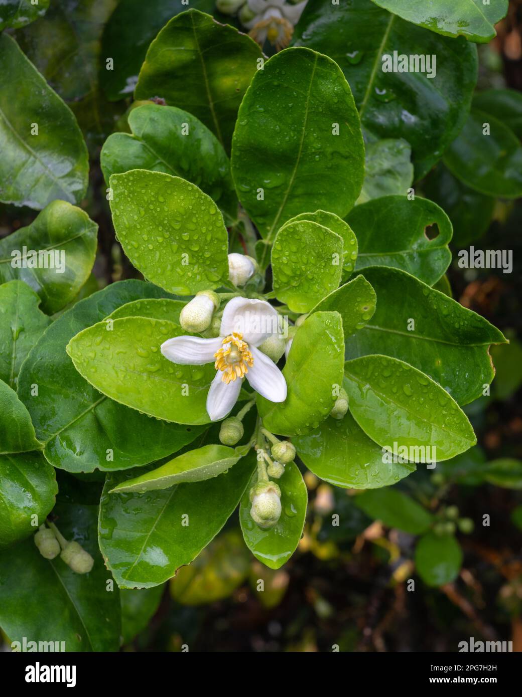 Closeup view of fresh white flower and buds among bright green foliage of citrus maxima aka pomelo tree blooming outdoors after the rain in Thailand Stock Photo