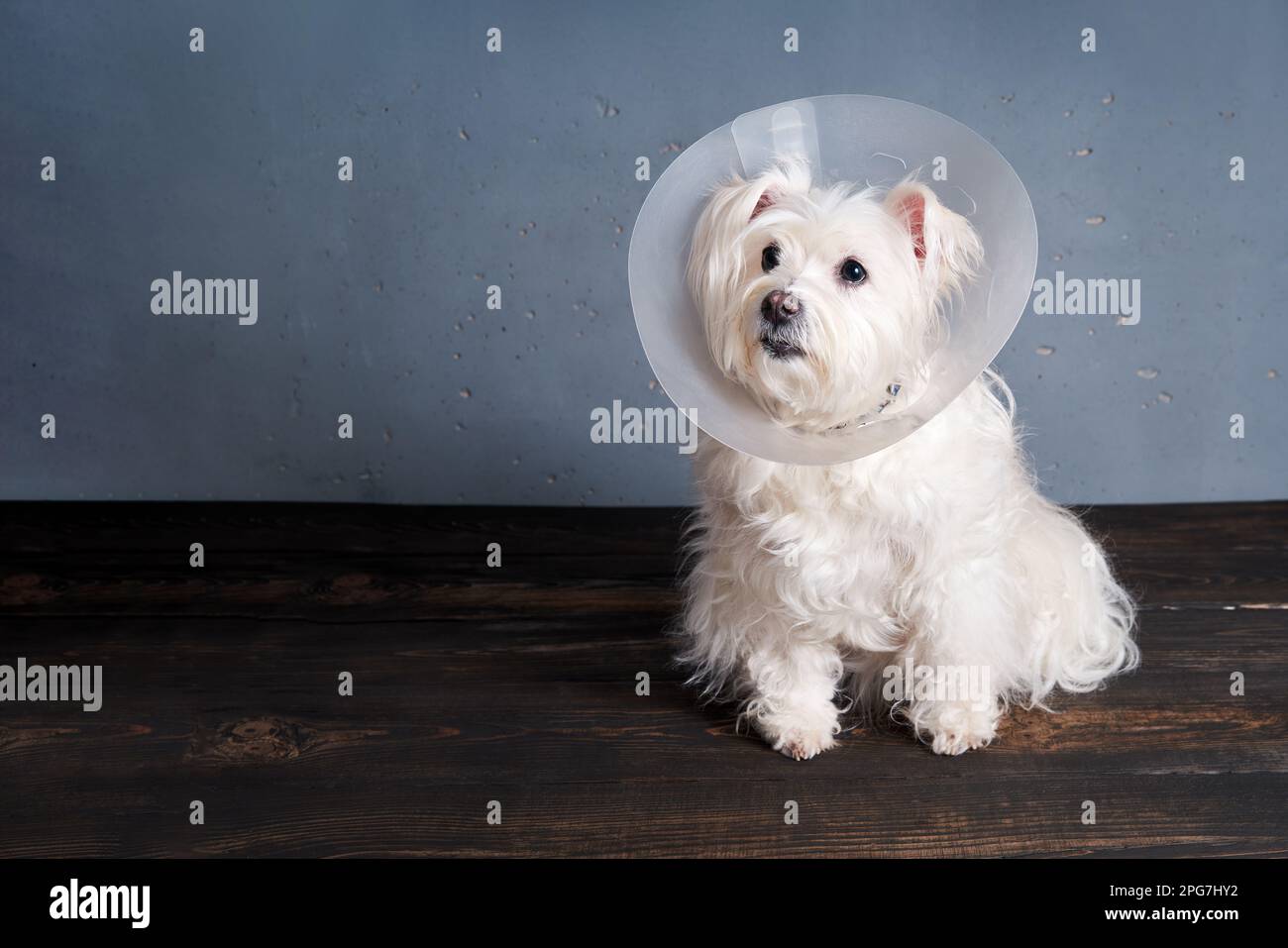 Cute white dog breed in pet cone posing in studio with copy space. Veterinary, animals, pet care concept Stock Photo