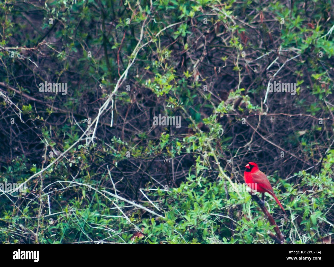 Male cardinal perched in shrubbery in early spring in southern West Virginia, USA Stock Photo
