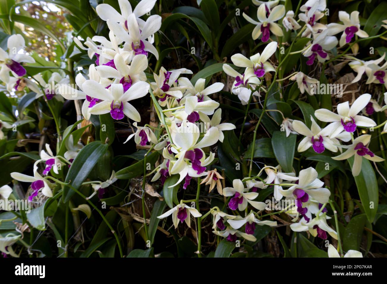 Purple and white orchid flower, The Dendrobium noble, a specie of orchid commonly known as the nobile dendrobium Stock Photo