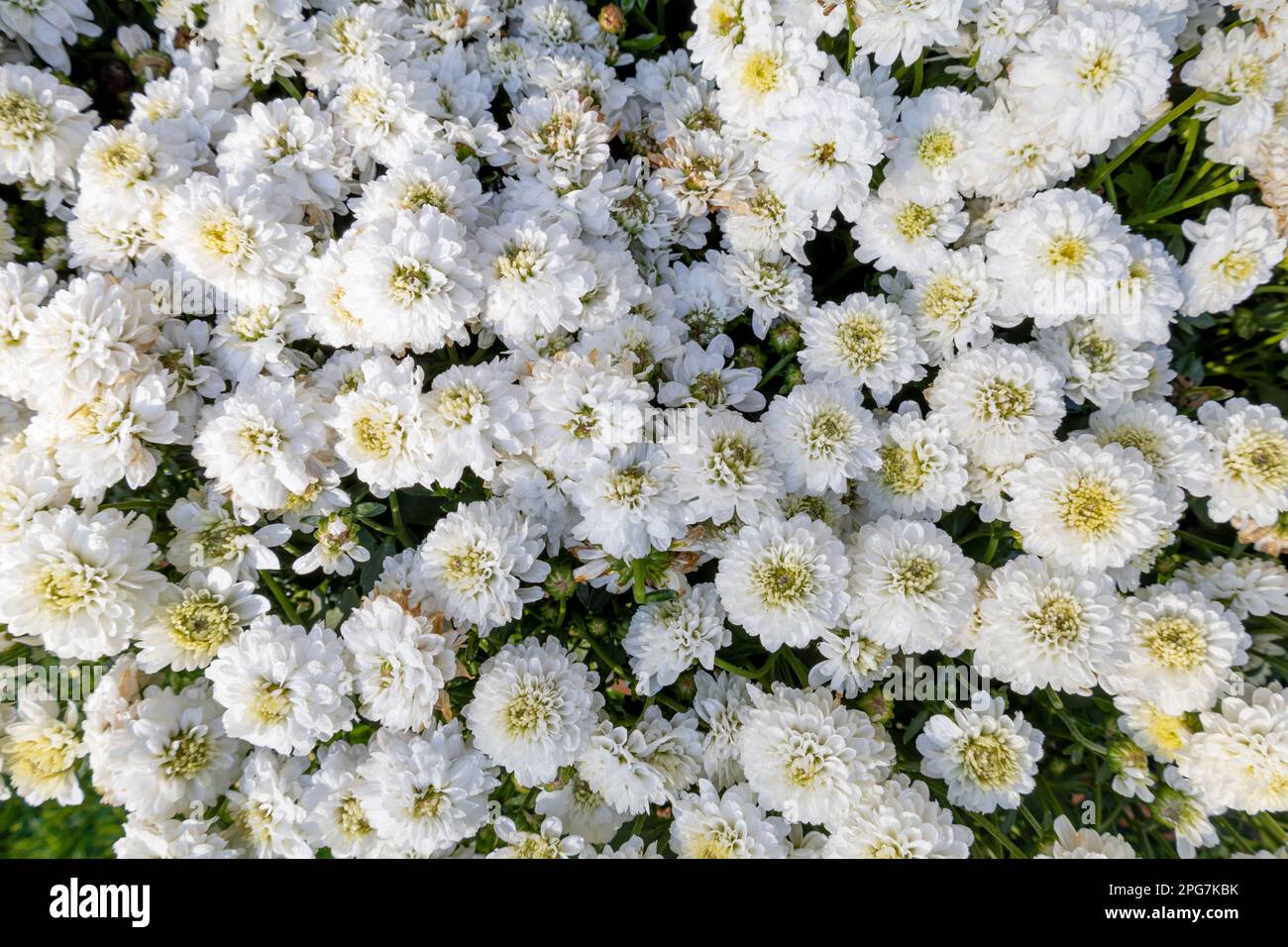 Evergreen iberis sempervirens white flowered, perennial candytuft,  'SnowFlake' Stock Photo
