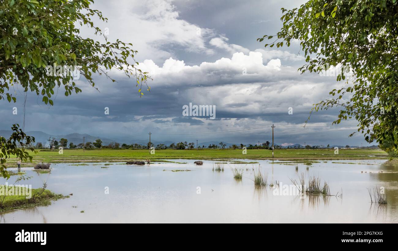 M'nong ethnic minority farmers wash their water buffalo in a lake at Bun Village, Lien Son, Vietnam. Stock Photo