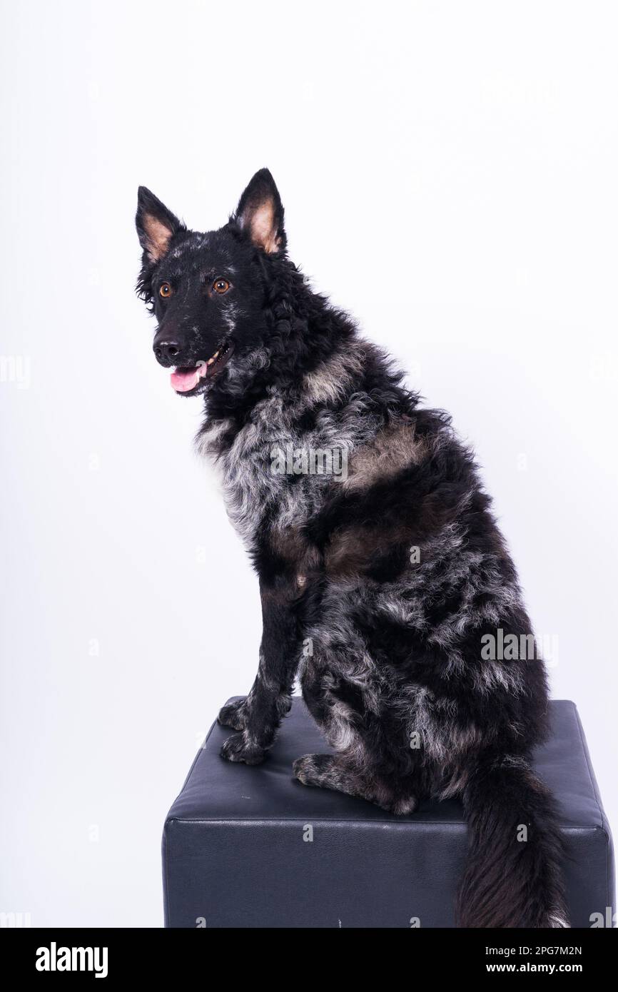 Mudi black dog sitting on chair in a interior Stock Photo - Alamy