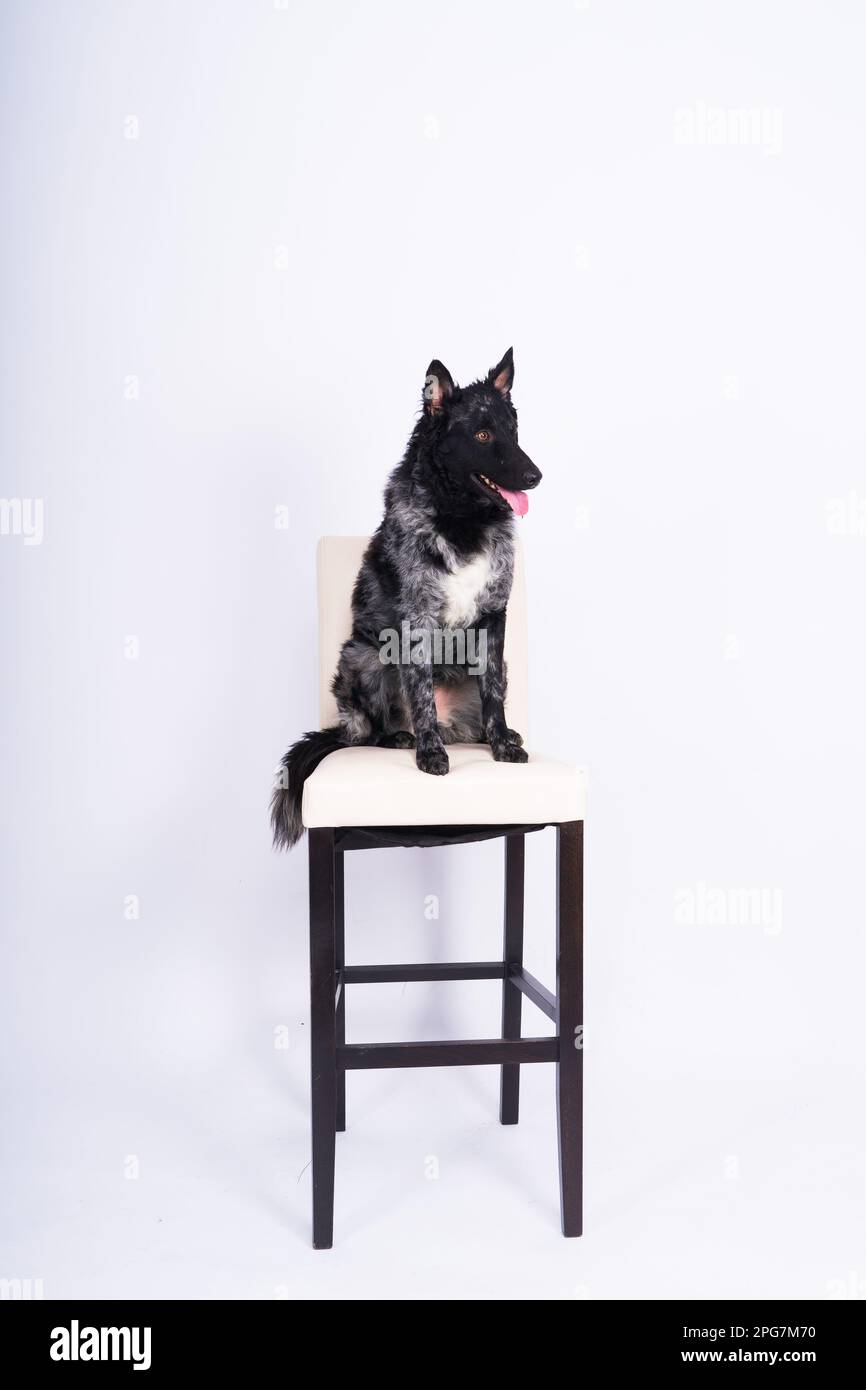 Mudi black dog sitting on chair in a interior Stock Photo - Alamy