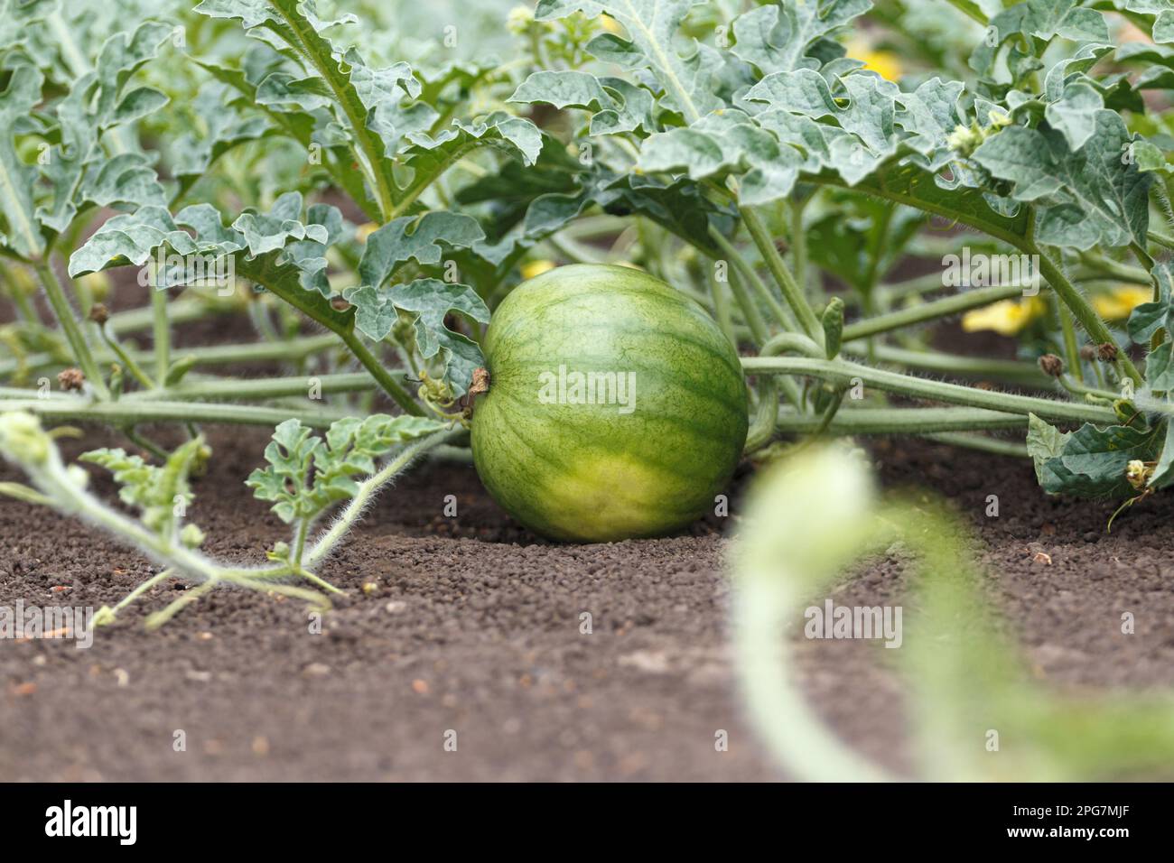 Growing watermelon in the ground in the garden. Closeup of fruit and