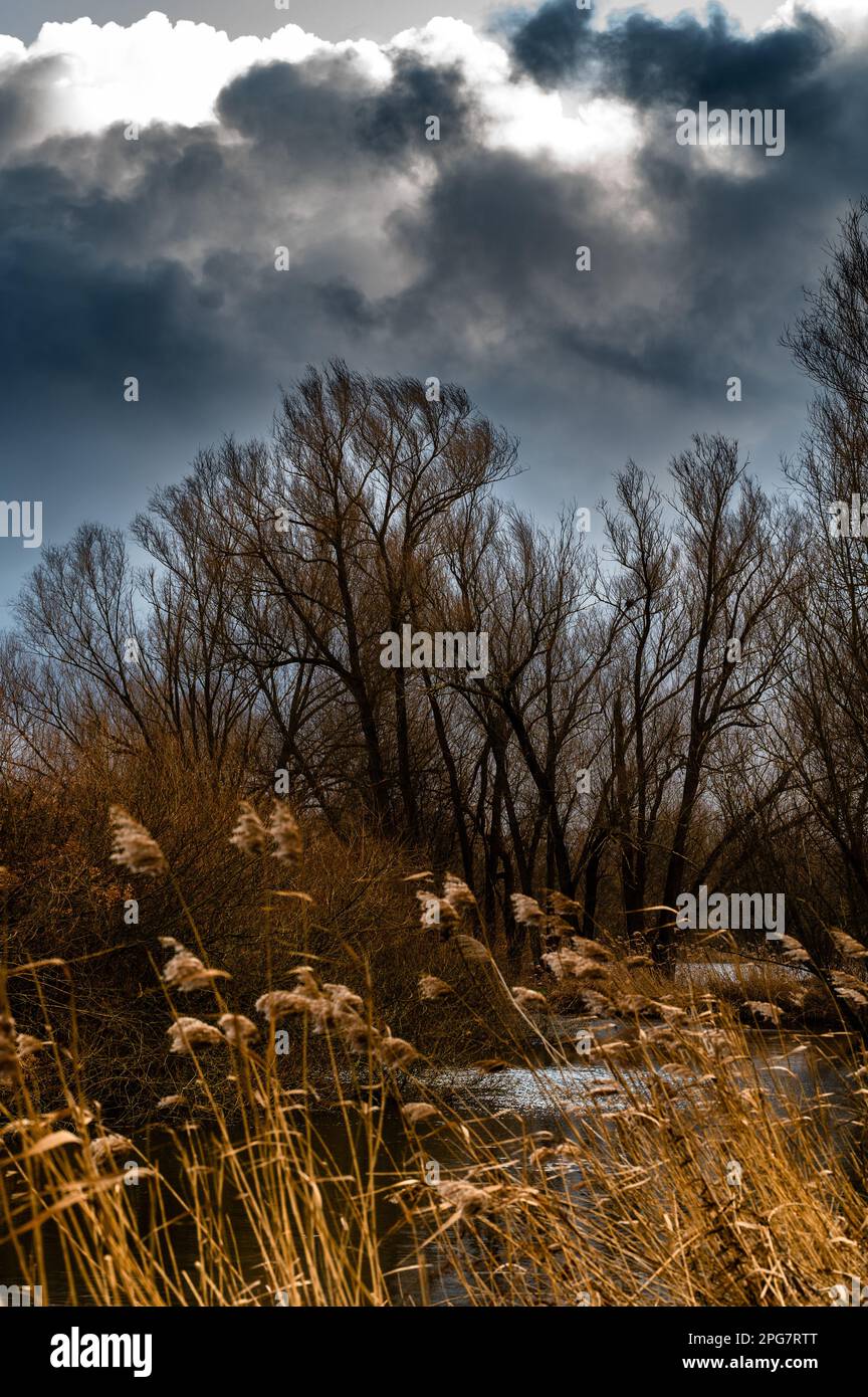 Dark storm clouds over the edge of the forest, which begins behind the ...