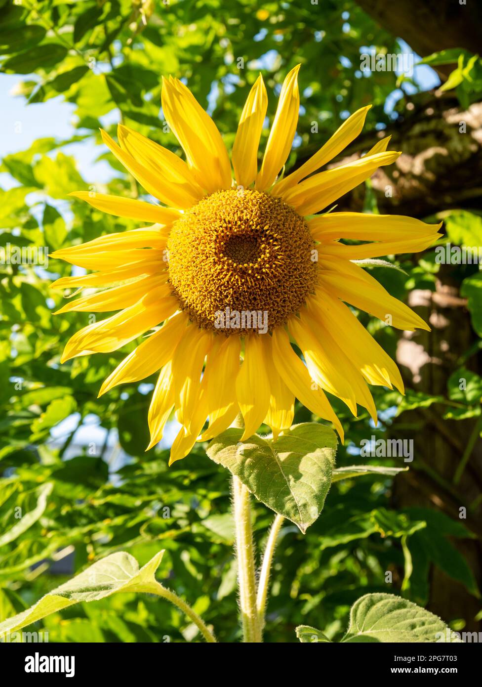 Sunflower head, Helianthus annuus, vertical Stock Photo - Alamy