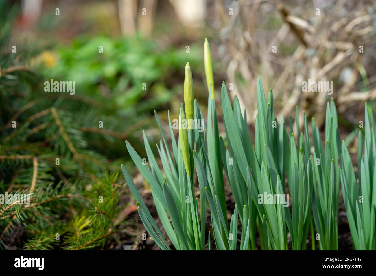 green flower on the ground in spring Stock Photo