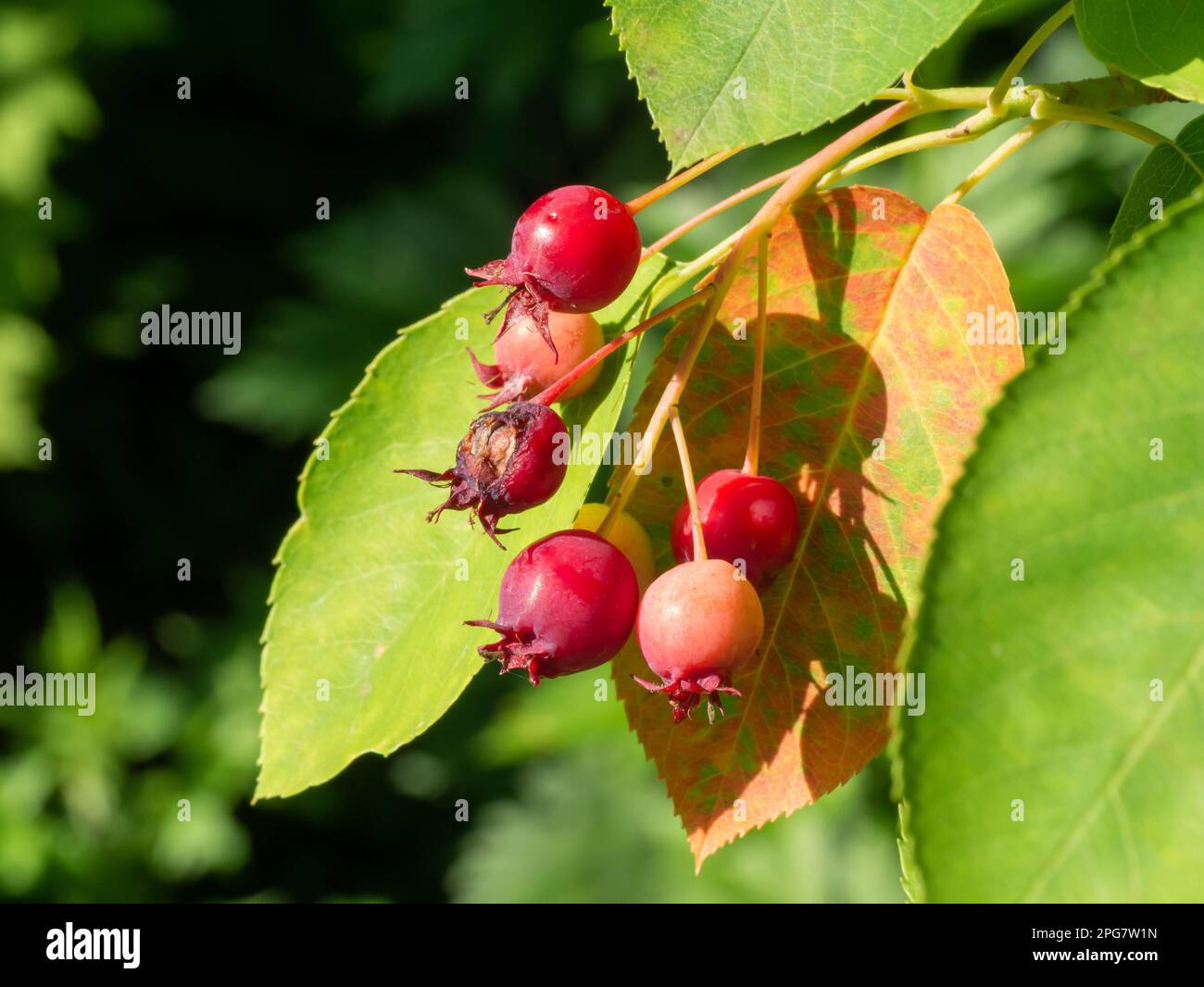 Red berries ripening on juneberry, Amelanchier lamarckii, tree in garden, Netherlands Stock Photo