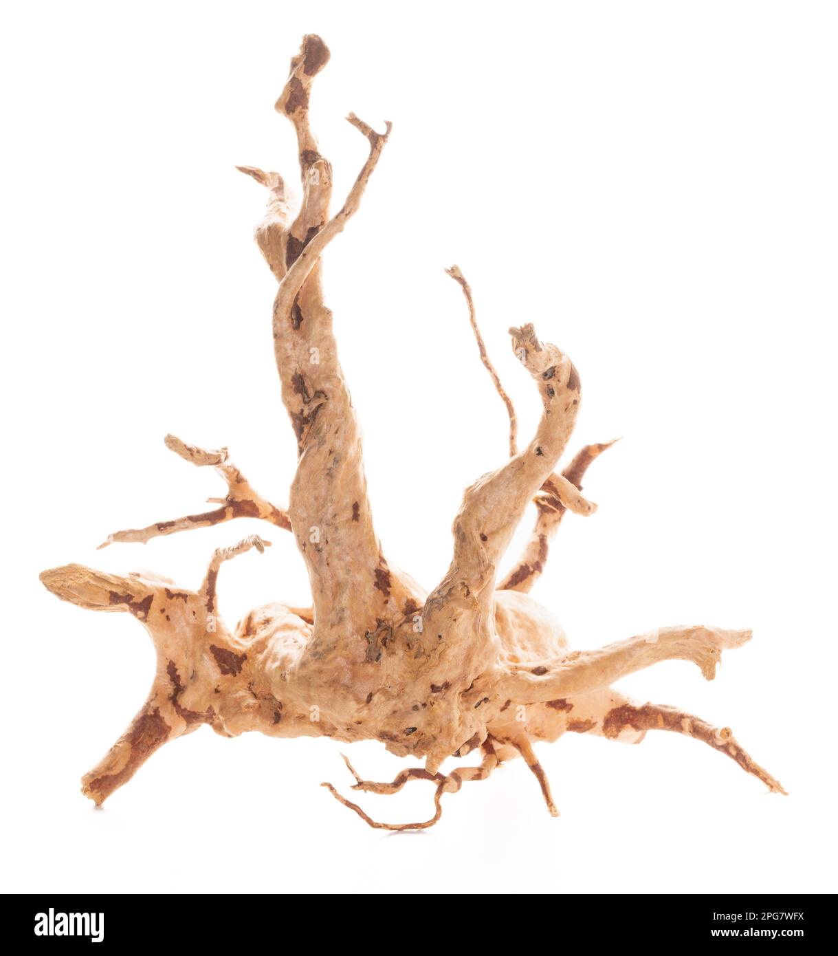 Red moor driftwood for aquarium aquascaping design isolated on the white background. Stock Photo