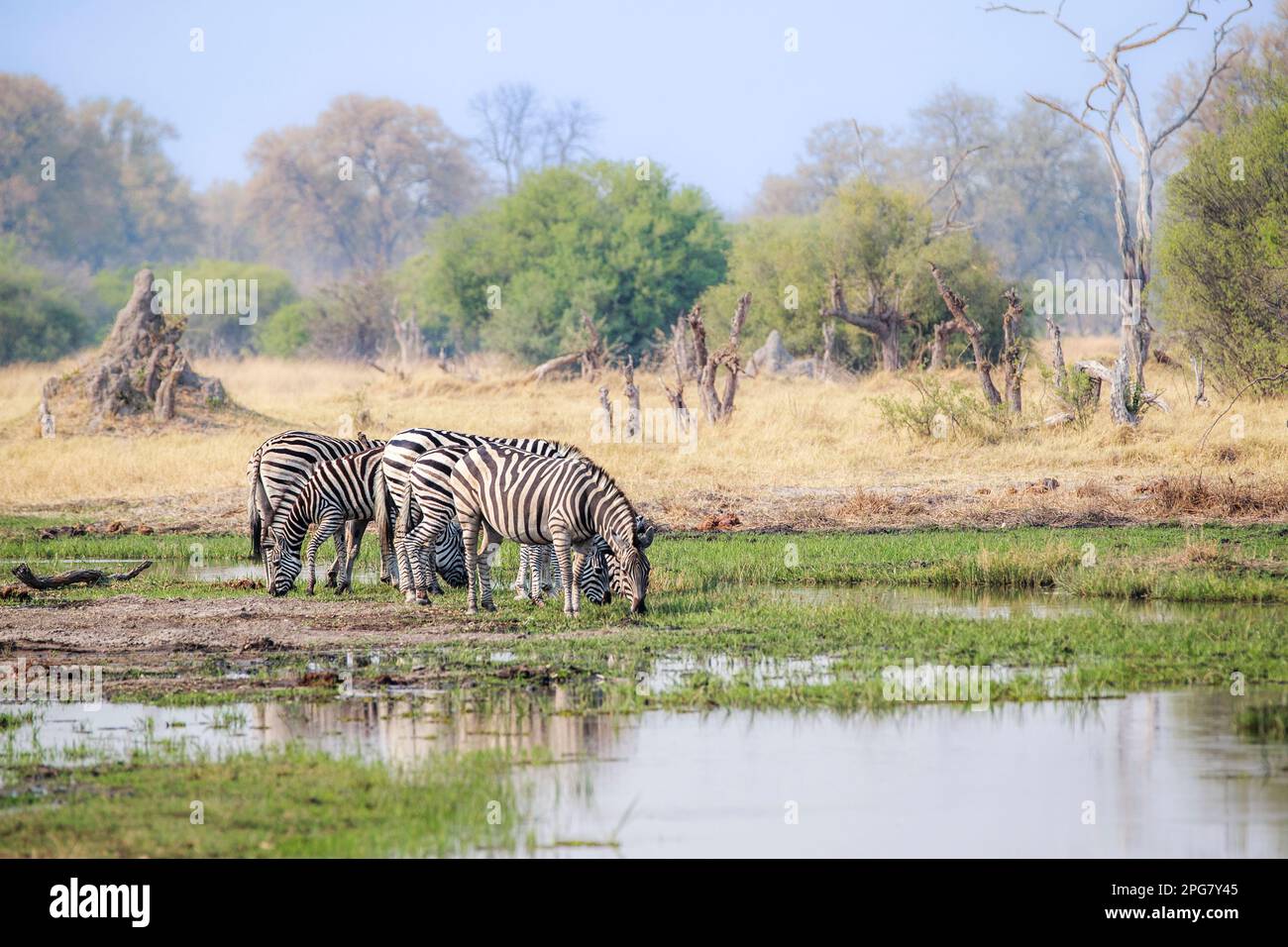 5 zebras drink water in the marshland, swamp. The group animals stands in the water, backdrop termite hill, bushland.Okavango Delta, Botswana, Africa Stock Photo