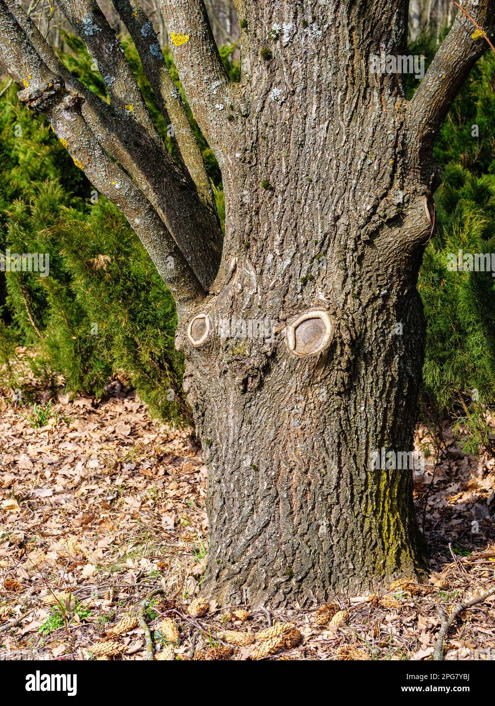 Fallen tree with hole hi-res stock photography and images - Alamy