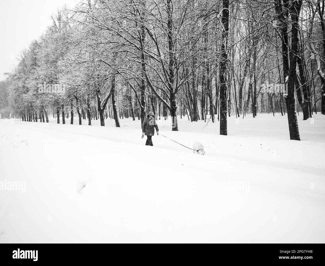 Moscow. Russia. March 3, 2023. A woman walks her dog in the park during the day during a snowfall. Black and white photo. Stock Photo