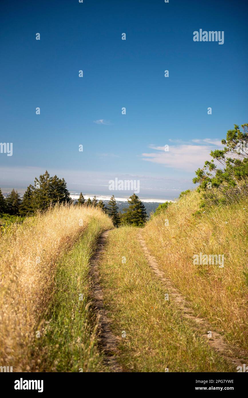 A scenic road passes through a lush and verdant field of yellow grass
