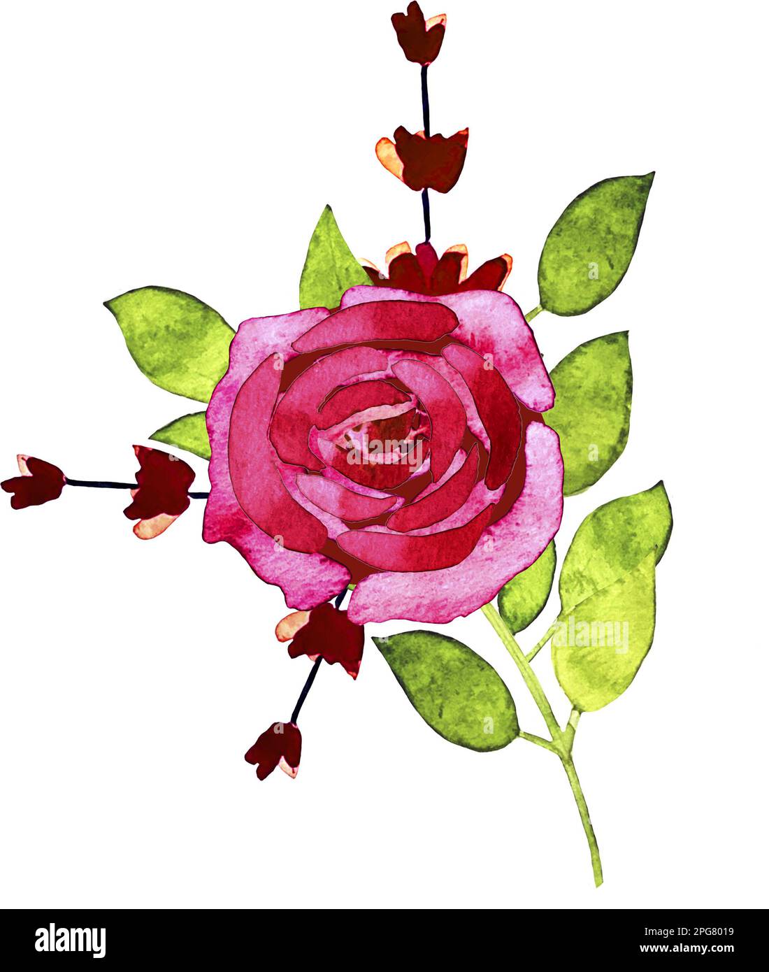 Hand drawn watercolor flower bouquet of pink rose Stock Photo - Alamy