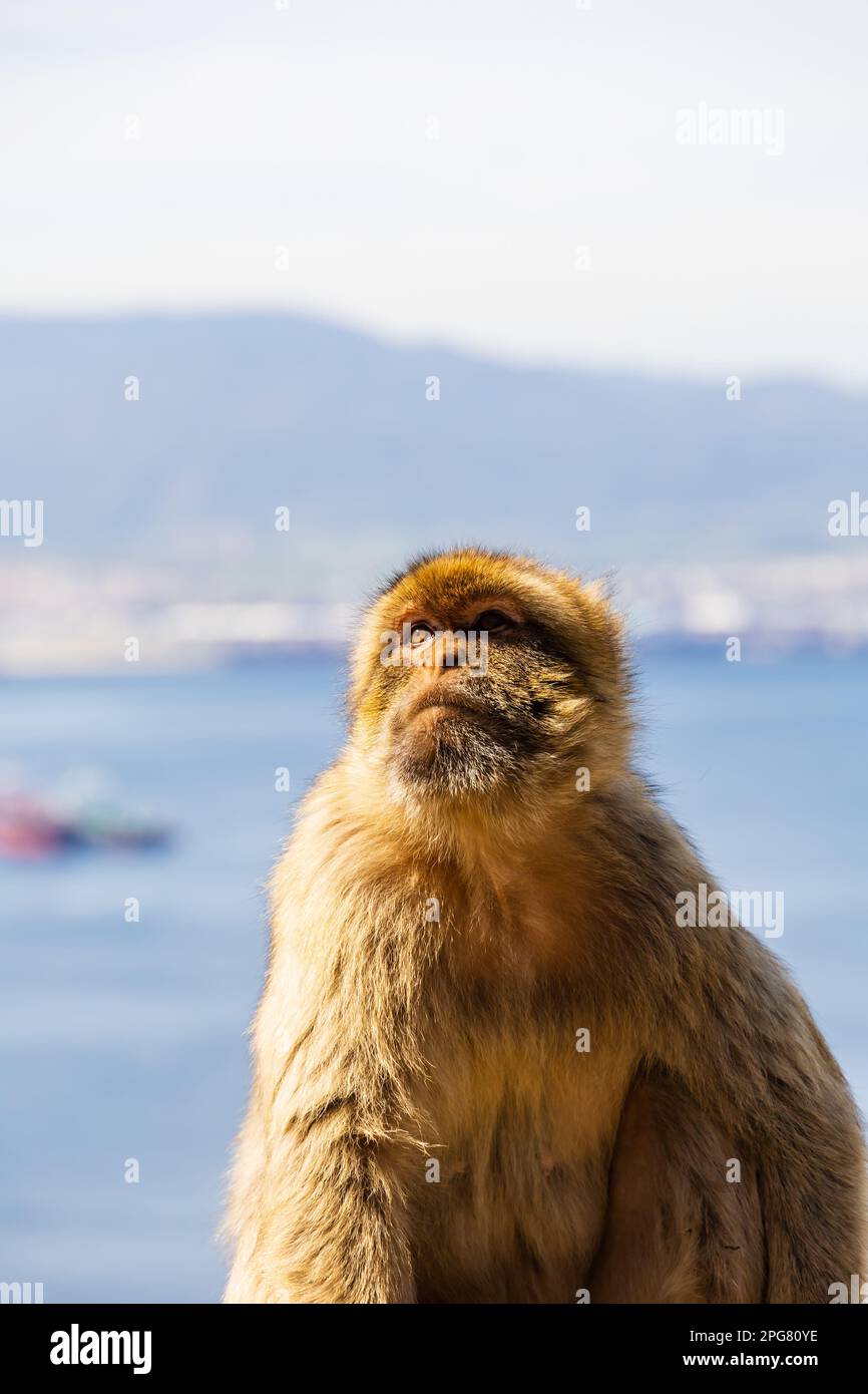 The famous Barbary Macaque of the British Overseas Territory of Gibraltar, the Rock of Gibraltar on the Iberian Peninsula. Stock Photo