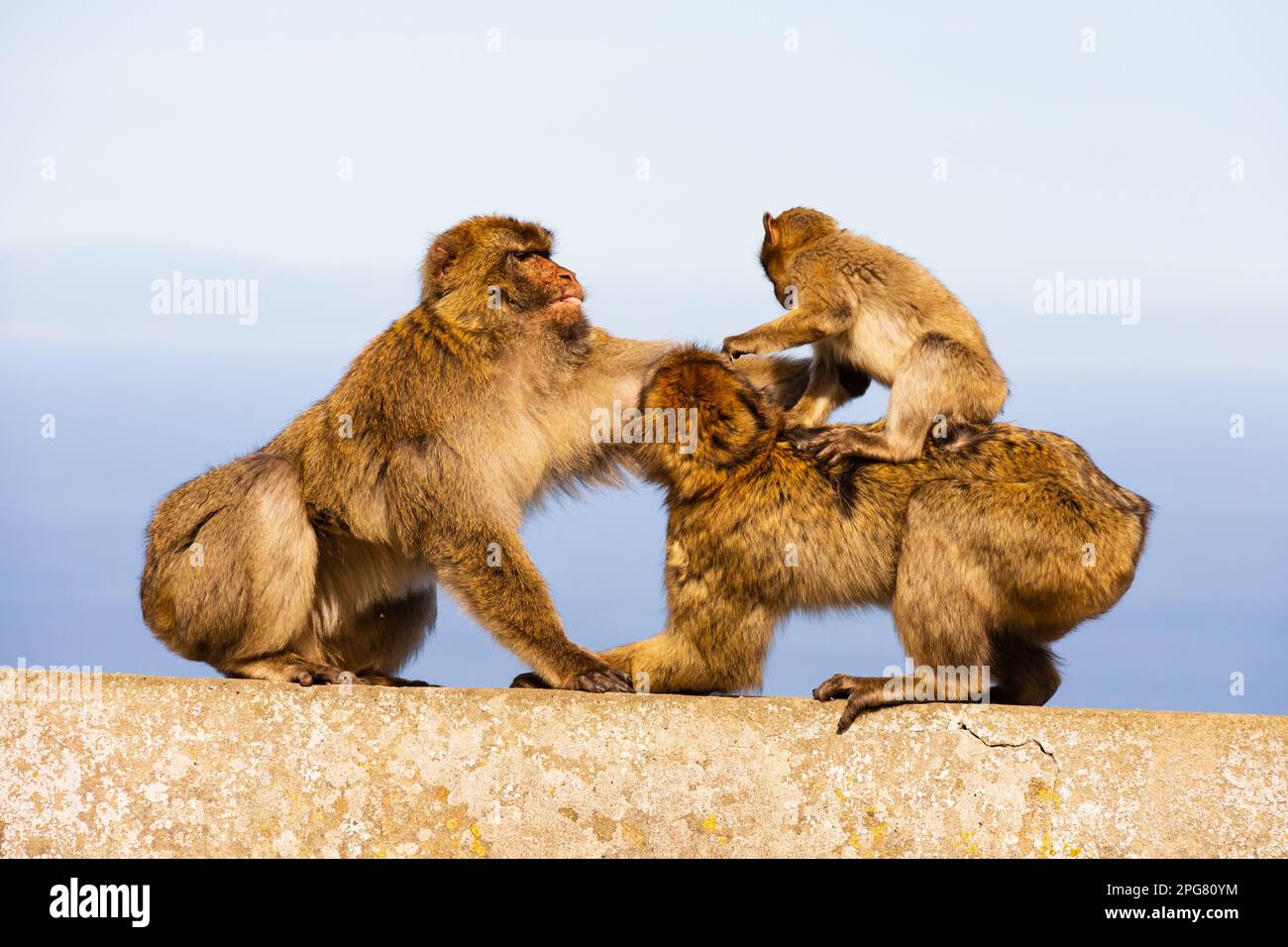Family of the famous Barbary Macaques of the British Overseas Territory of Gibraltar, the Rock of Gibraltar. Father, mother and baby Stock Photo