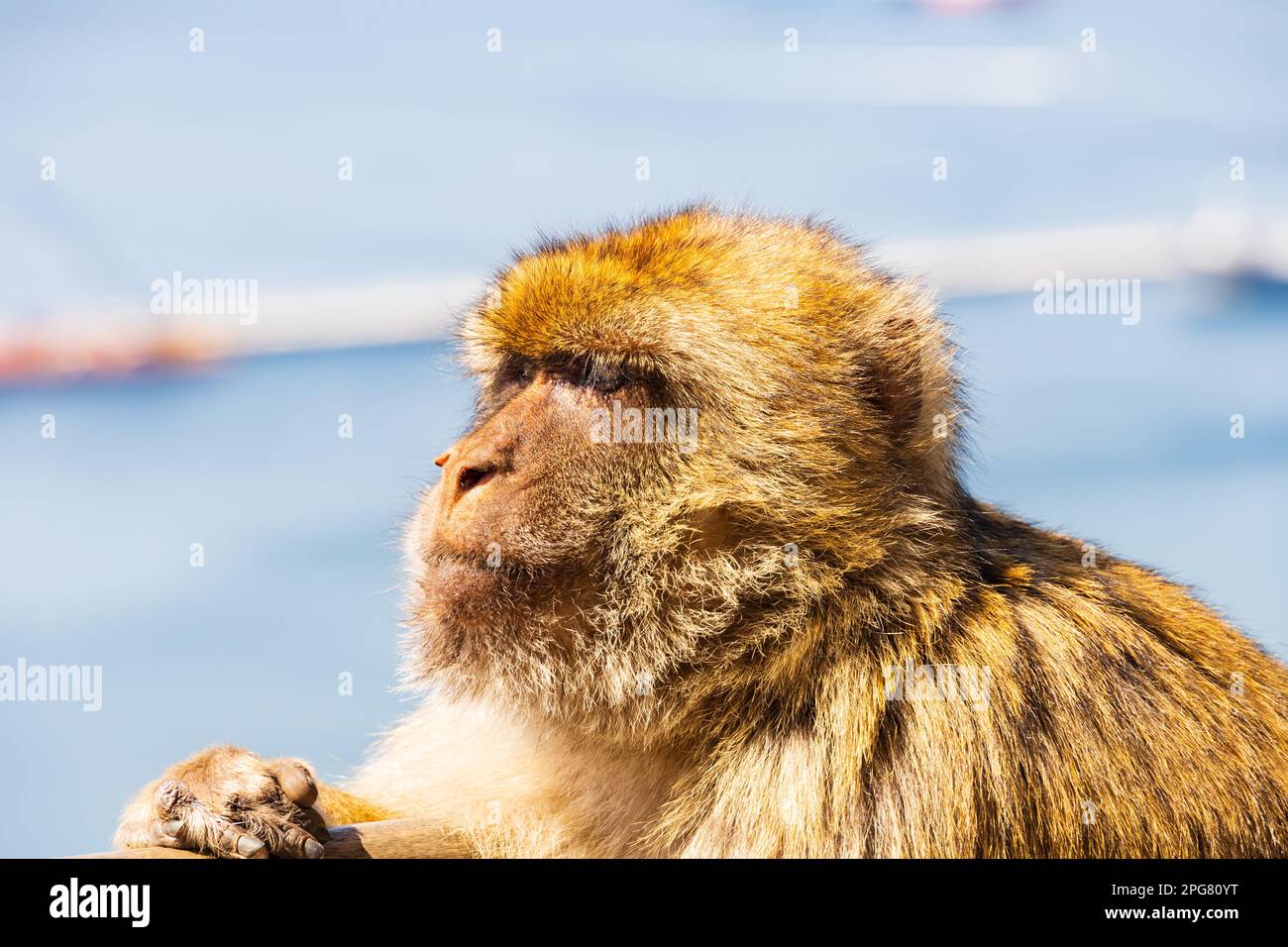 The famous Barbary Macaque of the British Overseas Territory of Gibraltar, the Rock of Gibraltar on the Iberian Peninsula. Stock Photo