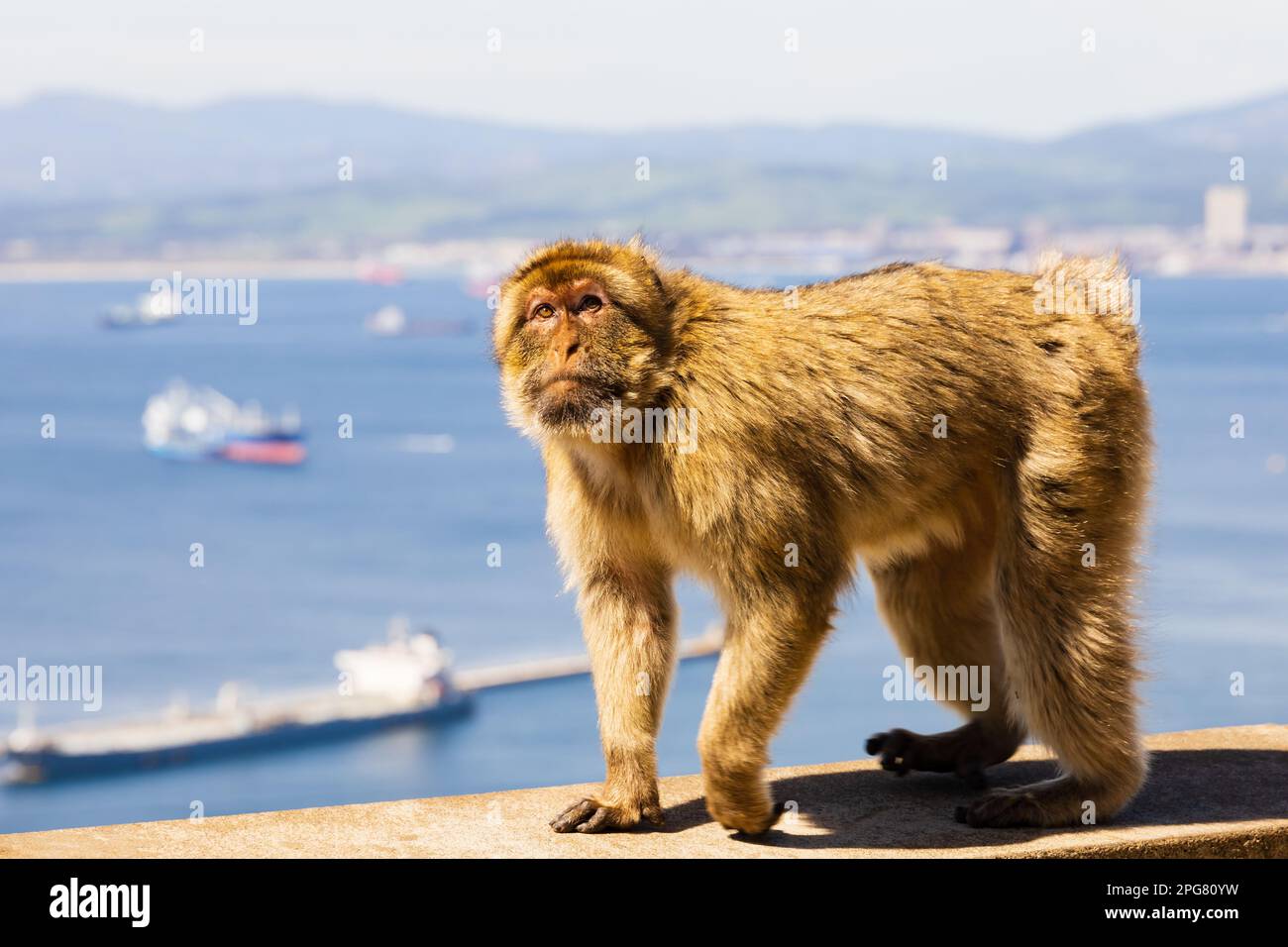 The famous Barbary Macaque of the British Overseas Territory of Gibraltar, the Rock of Gibraltar on the Iberian Peninsula. Stock Photo