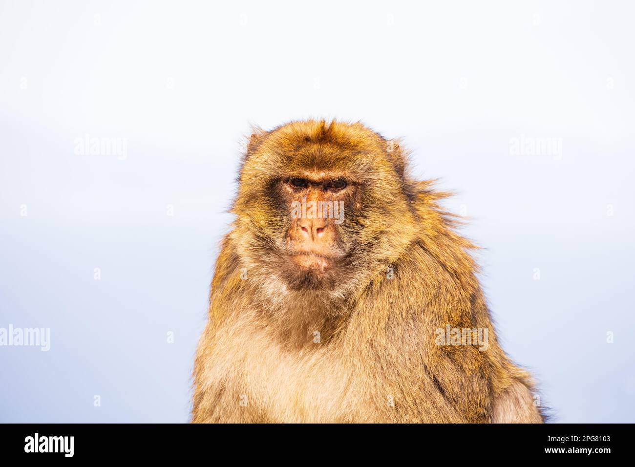 The famous Barbary Macaque of the British Overseas Territory of Gibraltar, the Rock of Gibraltar on the Iberian Peninsula. Stock Photo