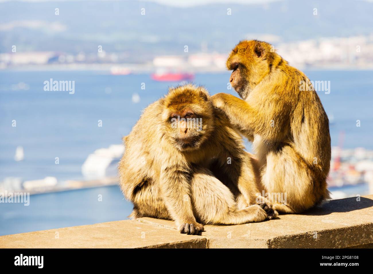 The famous Barbary Macaques grooming. British Overseas Territory of Gibraltar, the Rock of Gibraltar on the Iberian Peninsula. Stock Photo
