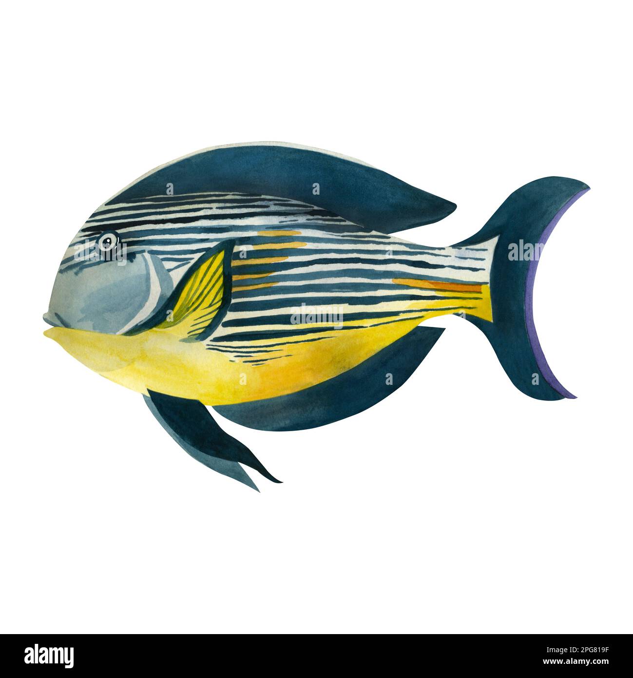Fish of the Red Sea. Dark blue striped fish with yellow spots, hand-drawn in watercolor on a white background. Suitable for printing on fabric, paper, Stock Photo