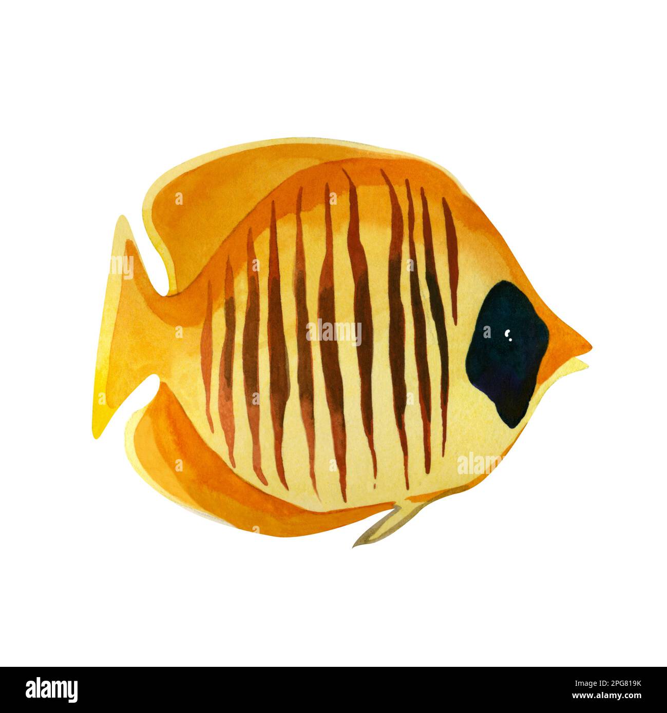 Tropical fish. Watercolor illustration of a bright yellow coral fish with brown stripes and a dark spot on its head, hand-drawn in watercolor on a whi Stock Photo