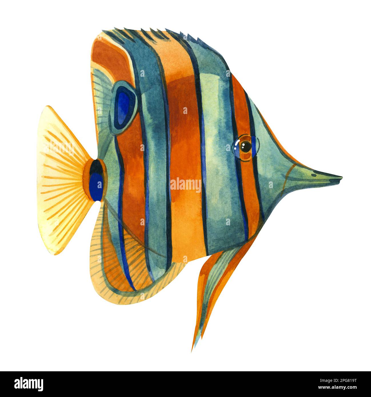 Tropical fish. Watercolor sea tropical striped fish hand drawn in orange and blue watercolor. Long-snouted butterfly fish on a white background. Stock Photo