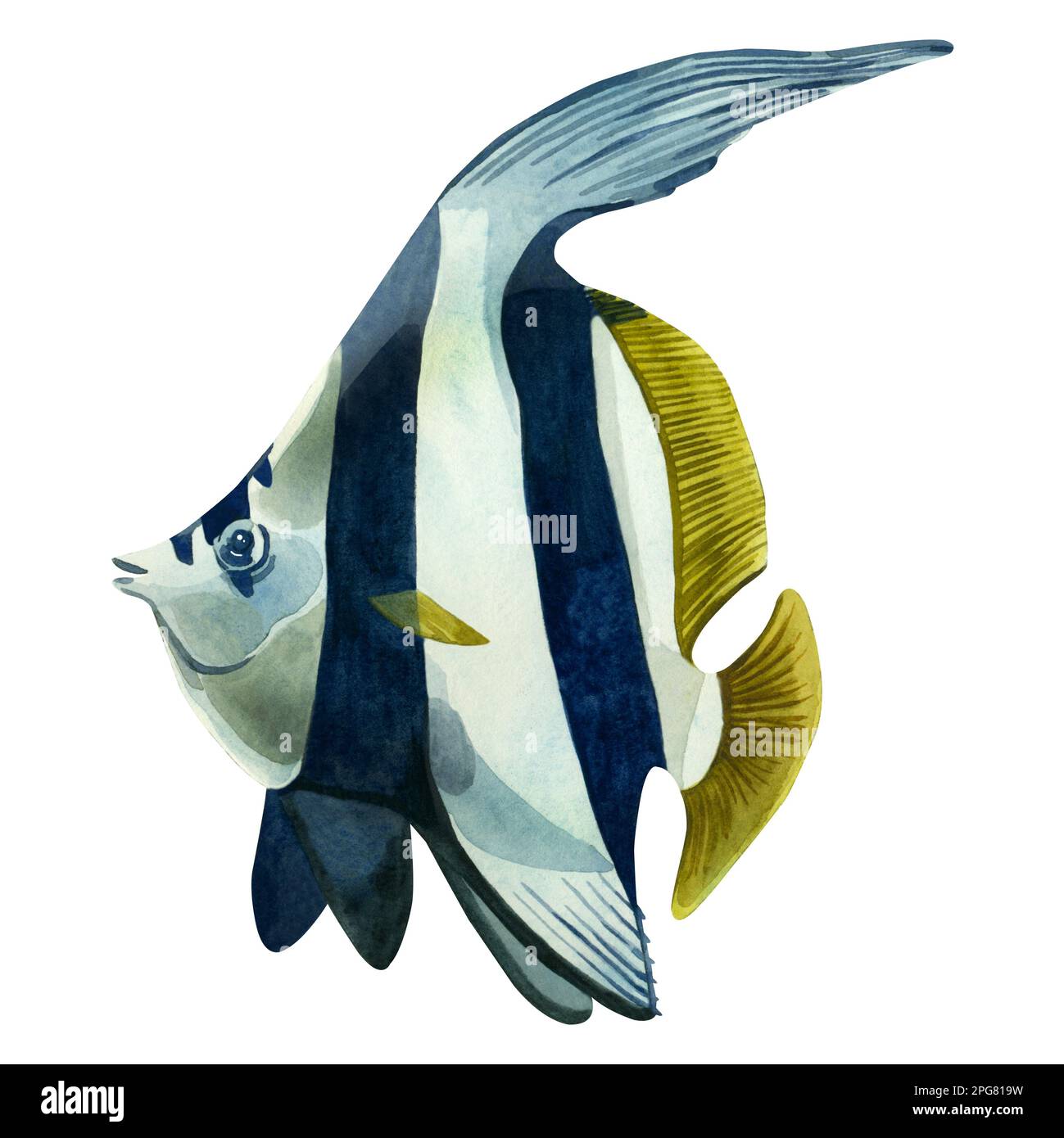 Tropical fish. Watercolor illustration of White-finned kabouba in stripes hand-drawn in blue, cyan and yellow paint on white background. Suitable for Stock Photo